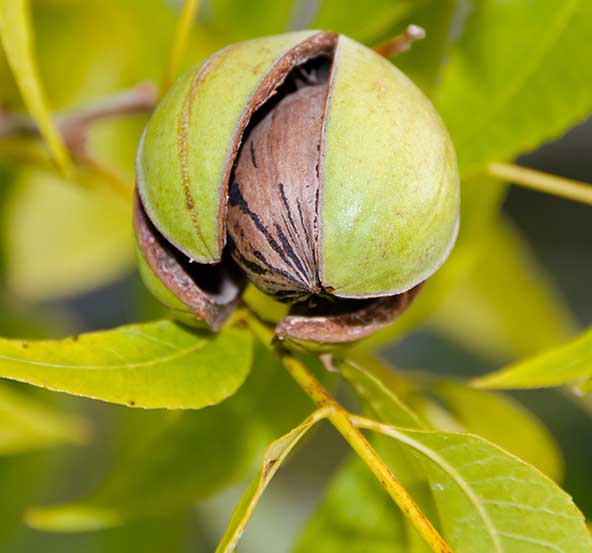 Durden Pecan Family Owned USA Grown Premium Pecans
